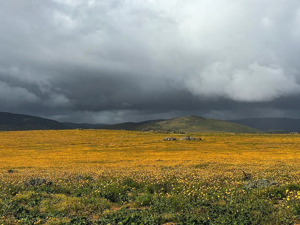 Sud Africa